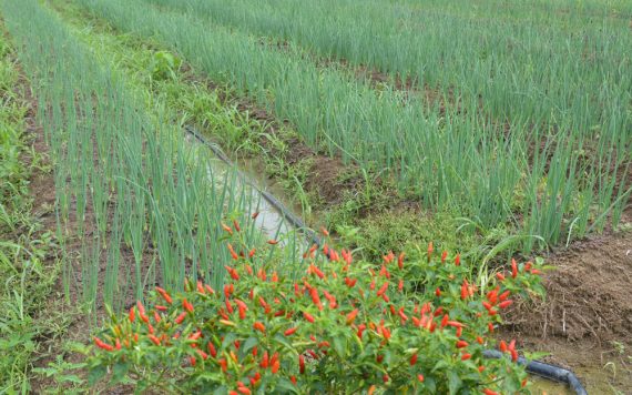 PROGRAMA DE AQUISIÇÃO DE ALIMENTOS ANIMA PRODUTORES DE HORTALIÇAS EM PORTO VELHO - News Rondônia