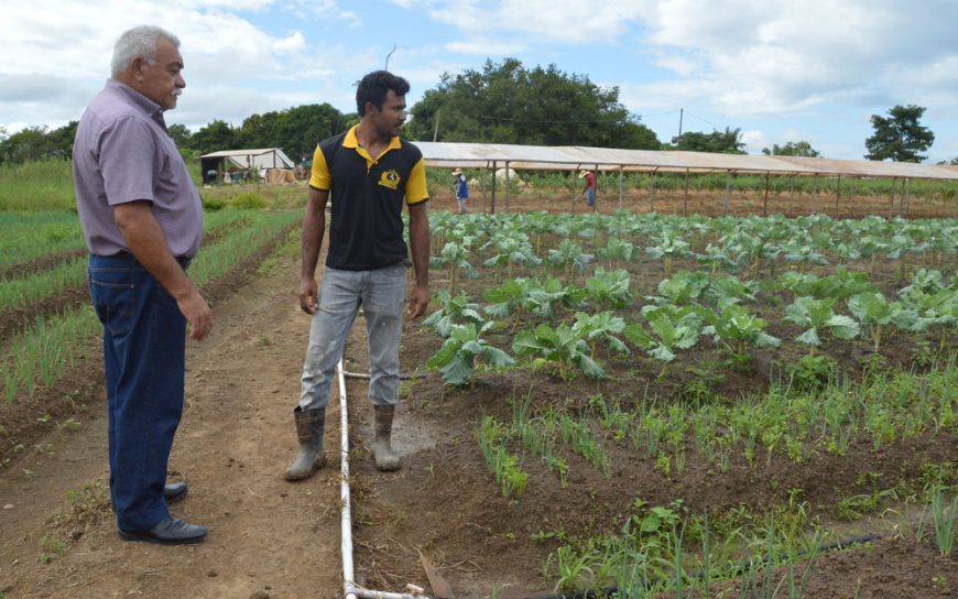 PROGRAMA DE AQUISIÇÃO DE ALIMENTOS ANIMA PRODUTORES DE HORTALIÇAS EM PORTO VELHO - News Rondônia