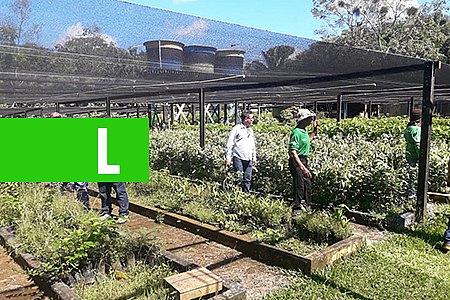 SERVIDORES FAZEM CAPACITAÇÃO EM PRODUÇÃO DE MUDAS NATIVAS - News Rondônia