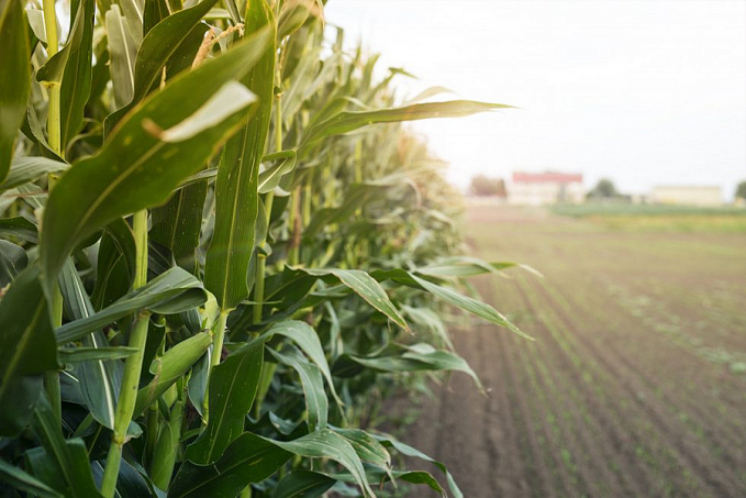 Conab e Sebrae firmam parceria para o fortalecimento dos pequenos agronegócios - News Rondônia