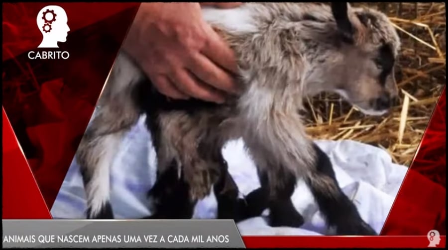CURIOSIDADES: Animais que nascem apenas uma vez a cada mil anos - News Rondônia
