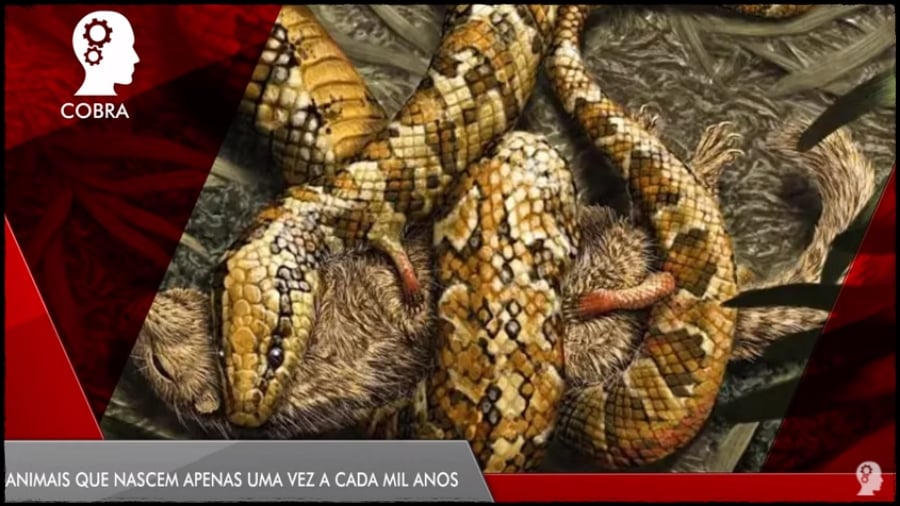 CURIOSIDADES: Animais que nascem apenas uma vez a cada mil anos - News Rondônia