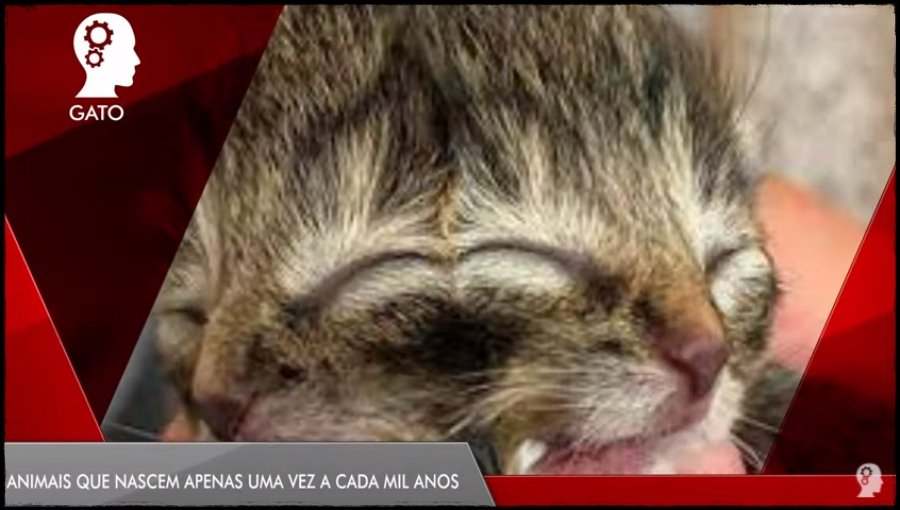 CURIOSIDADES: Animais que nascem apenas uma vez a cada mil anos - News Rondônia