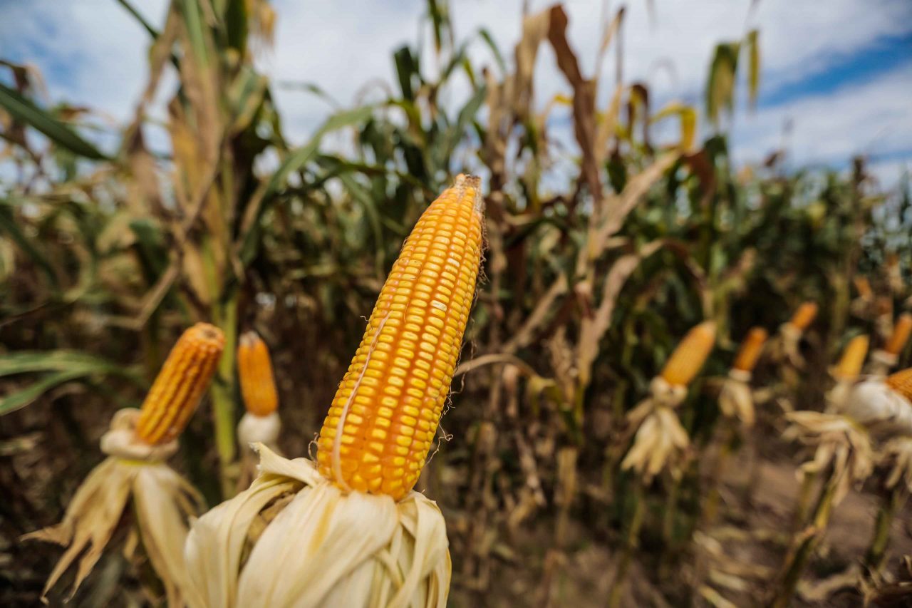 AGRONEGÓCIO MOVIMENTA A ECONOMIA NO ESTADO NA 8ª RONDÔNIA RURAL SHOW - News Rondônia