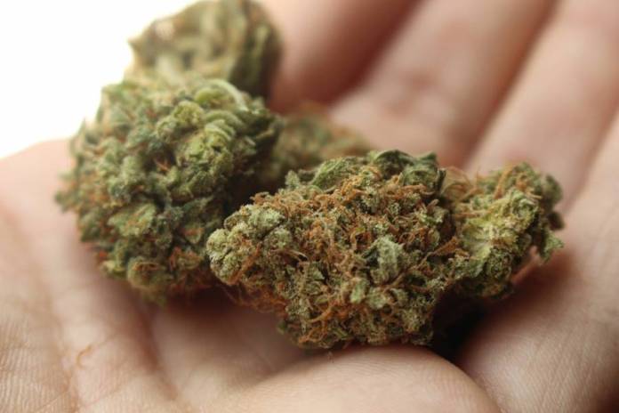 Maconha da Colômbia invade o mercado do Acre com a expansão do crime organizado - News Rondônia