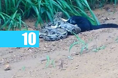 VÍDEO DE COBRA ATACANDO GATO VIRALIZA NA WEB - CONFIRA - News Rondônia