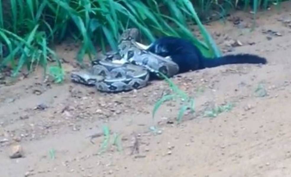 VÍDEO DE COBRA ATACANDO GATO VIRALIZA NA WEB - CONFIRA - News Rondônia