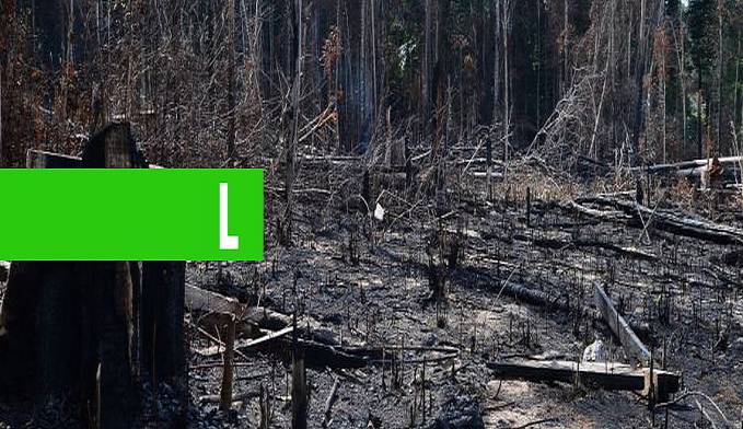 CONSELHO ANUNCIA OPERAÇÃO EM ÁREAS PROTEGIDAS DA AMAZÔNIA LEGAL - News Rondônia