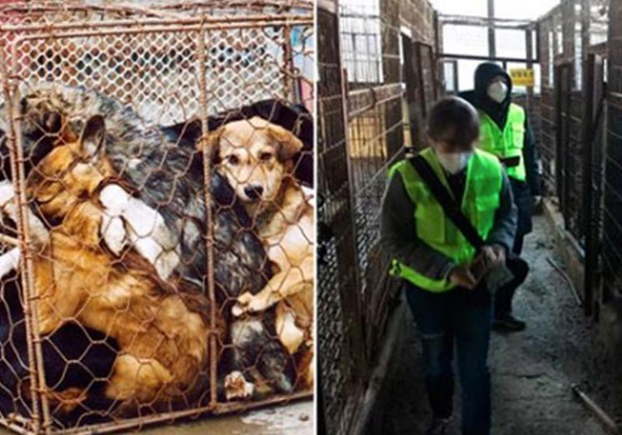PAÍS FECHA MAIOR MATADOURO DE CACHORROS E TRANSFORMA EM PARQUE - News Rondônia