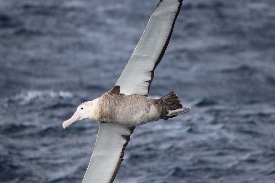 Albatroz-gigante está presente durante todo o ano em mares brasileiros - News Rondônia