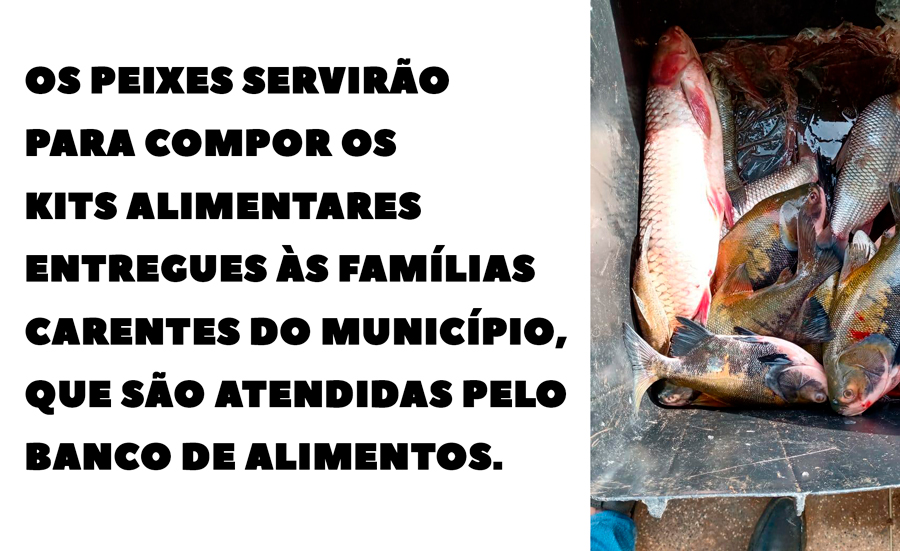 PREFEITURA RECEBE MAIS UMA DOAÇÃO COM 1.300 QUILOS DE PEIXES PARA SEREM DESTINADOS ÀS FAMÍLIAS CARENTES - News Rondônia