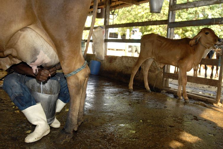 REBANHO DE BOVINOS E PRODUÇÃO DE LEITE CAEM, DIZ PESQUISA - News Rondônia