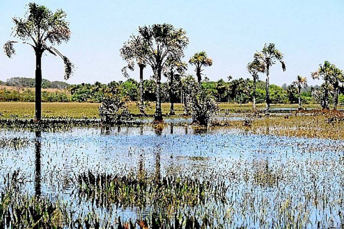 Cerrado é fundamental para evitar racionamento de água e energia no Brasil - News Rondônia