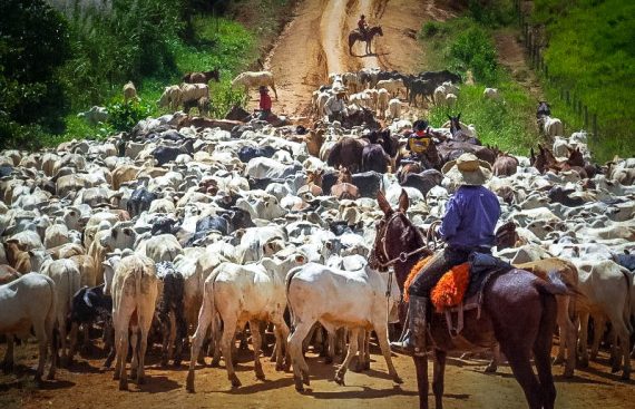 GUIA ELETRÔNICA DE TRANSPORTE ANIMAL EM SMARTPHONES FACILITA CADA VEZ MAIS A ROTINA DE TRABALHO DE PECUARISTAS E PISCICULTORES EM RONDÔNIA - News Rondônia