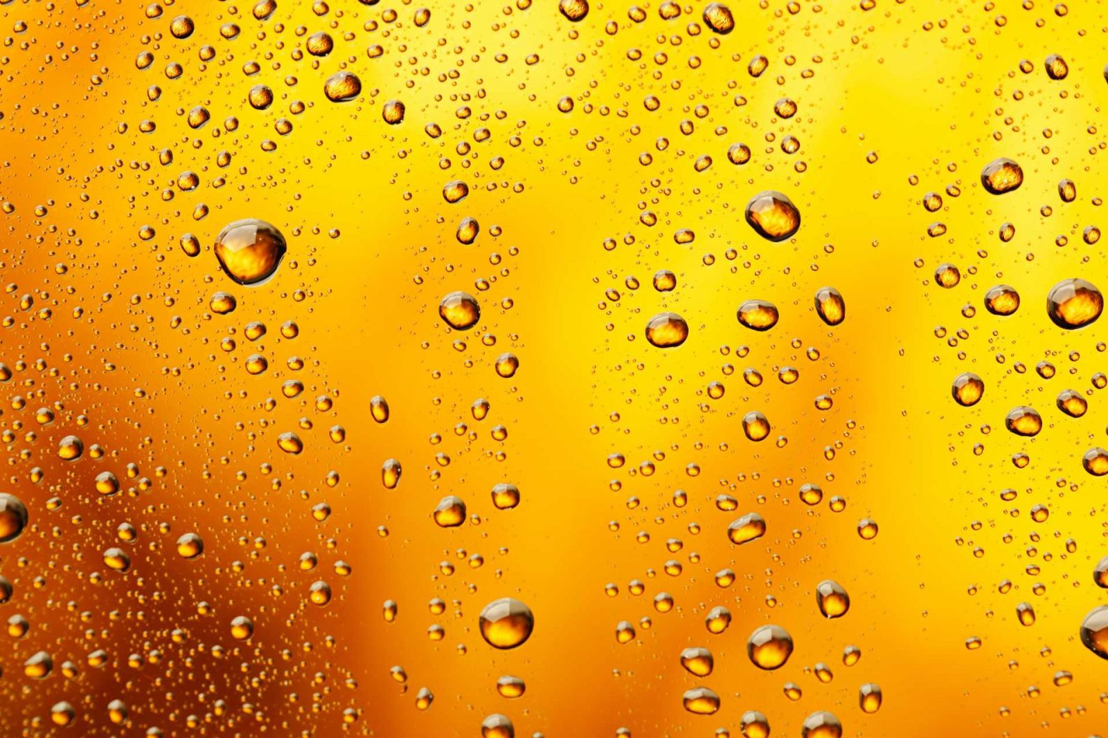 CERVEJA: 24 FATOS E CURIOSIDADES SOBRE ESSA BEBIDA SUPER POPULAR! - News Rondônia