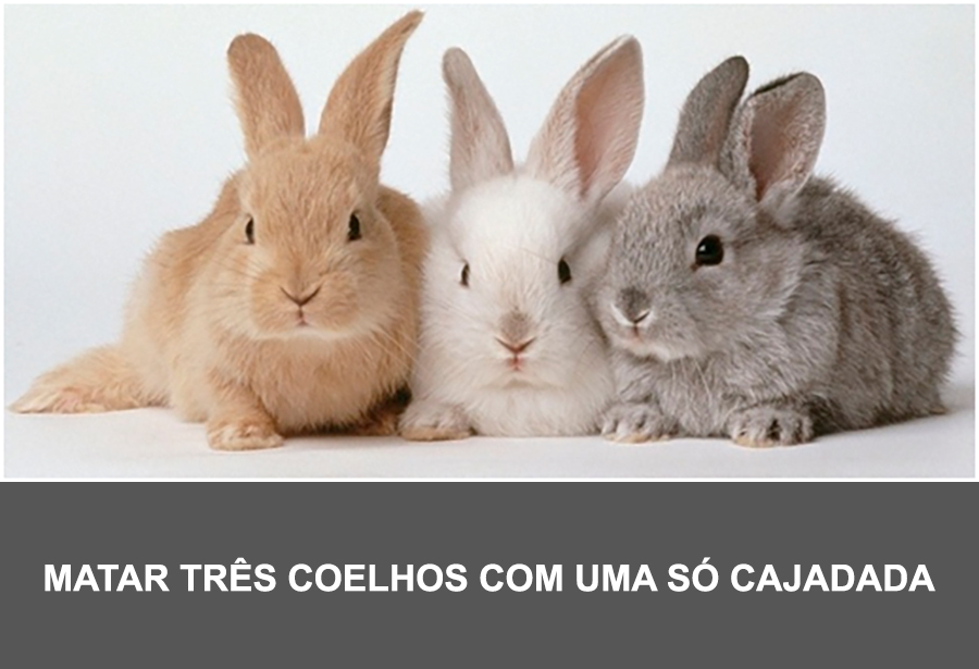 BOLSONARO, CAJADADA EM TRÊS COELHOS: DESASSOSSEGO DE MORO - News Rondônia