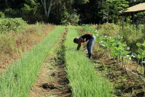 PRODUTORES RURAIS DO SUL DE RONDÔNIA RECEBEM CERTIFICADO DE RECONHECIMENTO DE OCUPAÇÃO DE PROPRIEDADES - News Rondônia