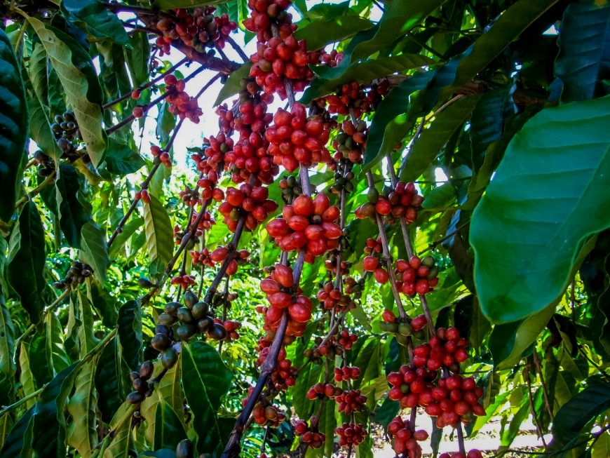 CONCURSO - Cafés de Rondônia concorrem à premiação nacional em duas categorias - News Rondônia