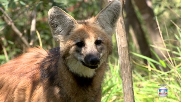 Nota de R$ 200: lobo-guará tinha sido terceiro colocado em pesquisa feita pelo Banco Central em 2001 - News Rondônia
