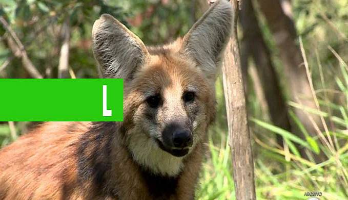 Nota de R$ 200: lobo-guará tinha sido terceiro colocado em pesquisa feita pelo Banco Central em 2001 - News Rondônia