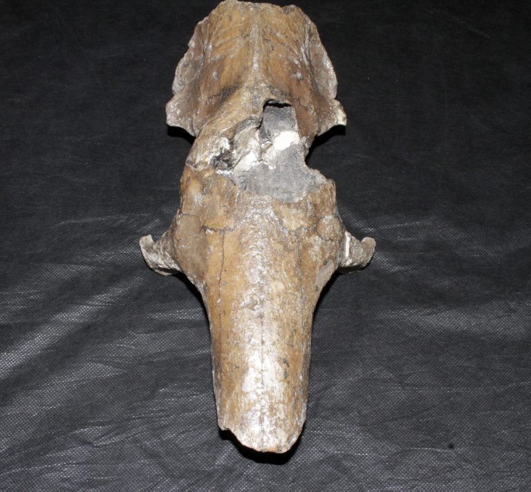 PESQUISAS COM TATU GIGANTE NO MUSEU DA MEMÓRIA PROJETAM RONDÔNIA NO CENÁRIO DOS FÓSSEIS BRASILEIROS - News Rondônia