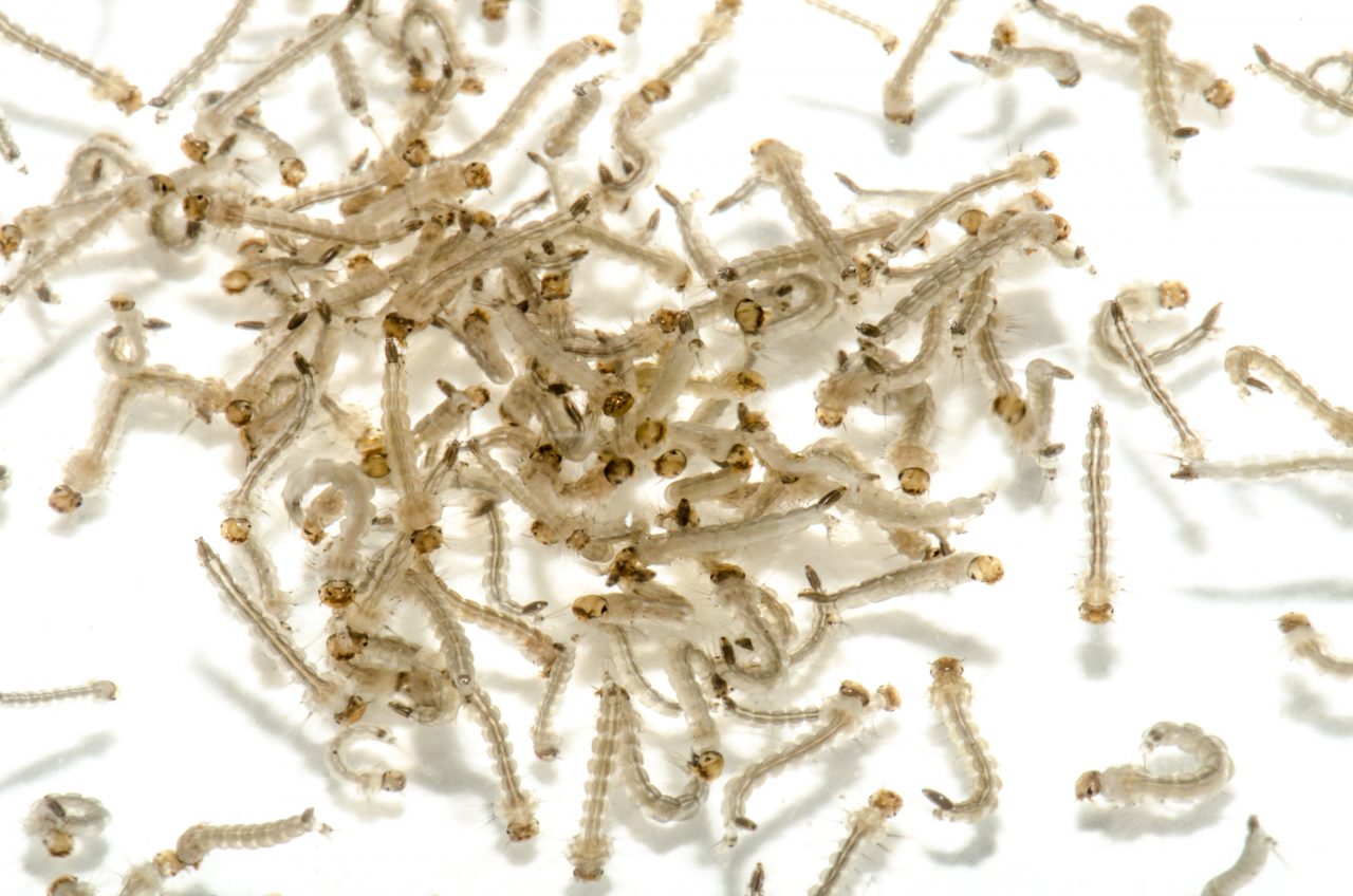 Pesquisadores alertam para a importância da participação da população no combate ao Aedes aegypti - News Rondônia