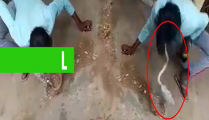 HOMEM TENTA BEIJAR COBRA VENENOSA E LEVA PICADA NA BOCA; VEJA - News Rondônia
