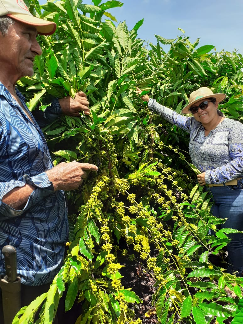 ALTO PARAÍSO ESPERA SAFRA DE CAFÉ COM PRODUTIVIDADE MÉDIA CINCO VEZES MAIOR - News Rondônia
