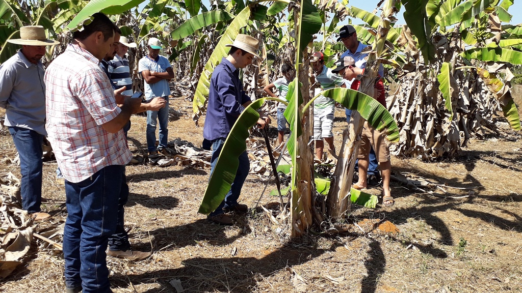 EMBRAPA ESTIMULA A ELEVAÇÃO DO PADRÃO TECNOLÓGICO DA PRODUÇÃO DE BANANA EM RONDÔNIA - News Rondônia