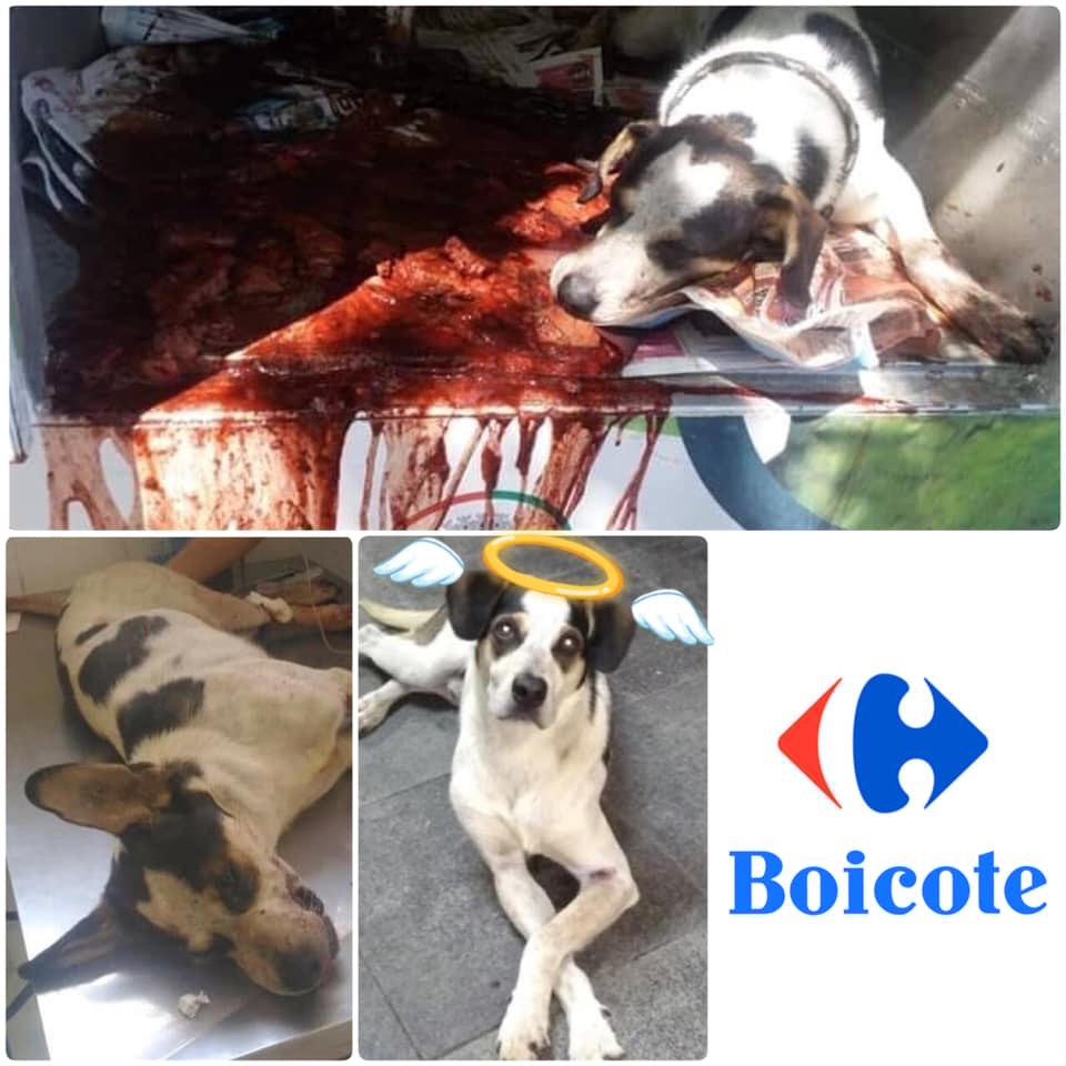 VÍDEO MOSTRA SEGURANÇA DO CARREFOUR ESPANCANDO CACHORRO ATÉ A MORTE - IMAGENS FORTES - News Rondônia