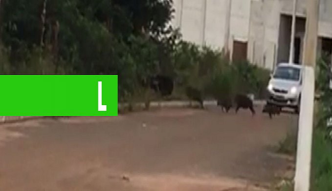 ASSISTA: VÍDEO MOSTRANDO MANADA DE PORCOS DO MATO FUGINDO DE CÃES VIRALIZA EM BAIRRO DE VILHENA - News Rondônia