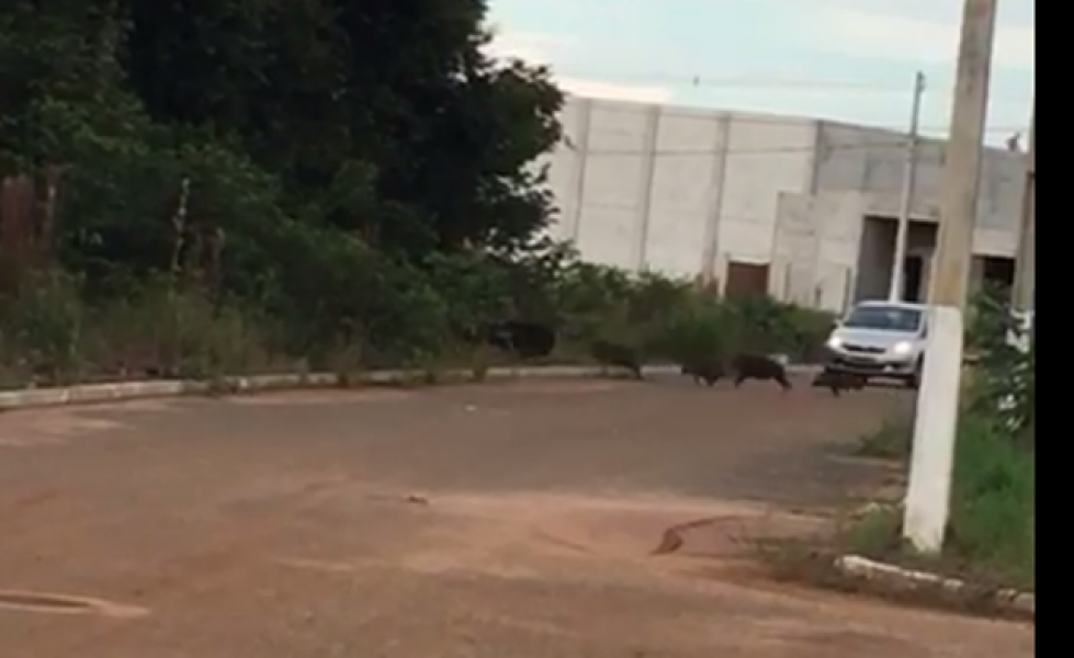 ASSISTA: VÍDEO MOSTRANDO MANADA DE PORCOS DO MATO FUGINDO DE CÃES VIRALIZA EM BAIRRO DE VILHENA - News Rondônia