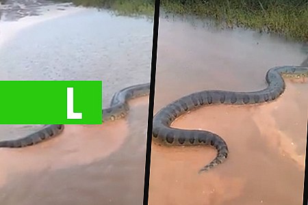 ANACONDA DE APROXIMADAMENTE CINCO METROS É FLAGRADA ATRAVESSANDO ESTRADA ALAGADA - VEJA VÍDEO - News Rondônia