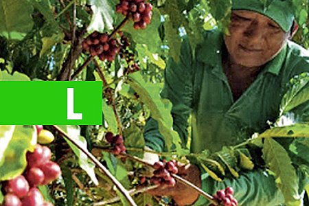 CAFEICULTORES QUEREM ACORDO COM UE PARA EXPANDIR MERCADO - News Rondônia