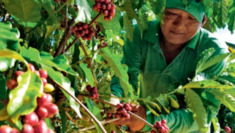 CAFEICULTORES QUEREM ACORDO COM UE PARA EXPANDIR MERCADO - News Rondônia