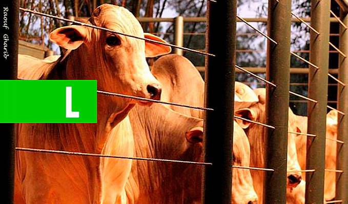 Leilão Sant'Anna oferta soluções para produção pecuária nos trópicos - News Rondônia
