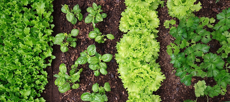 Chacareiros de olho em 2021 querem novas oportunidades pra produzir alimentos - News Rondônia