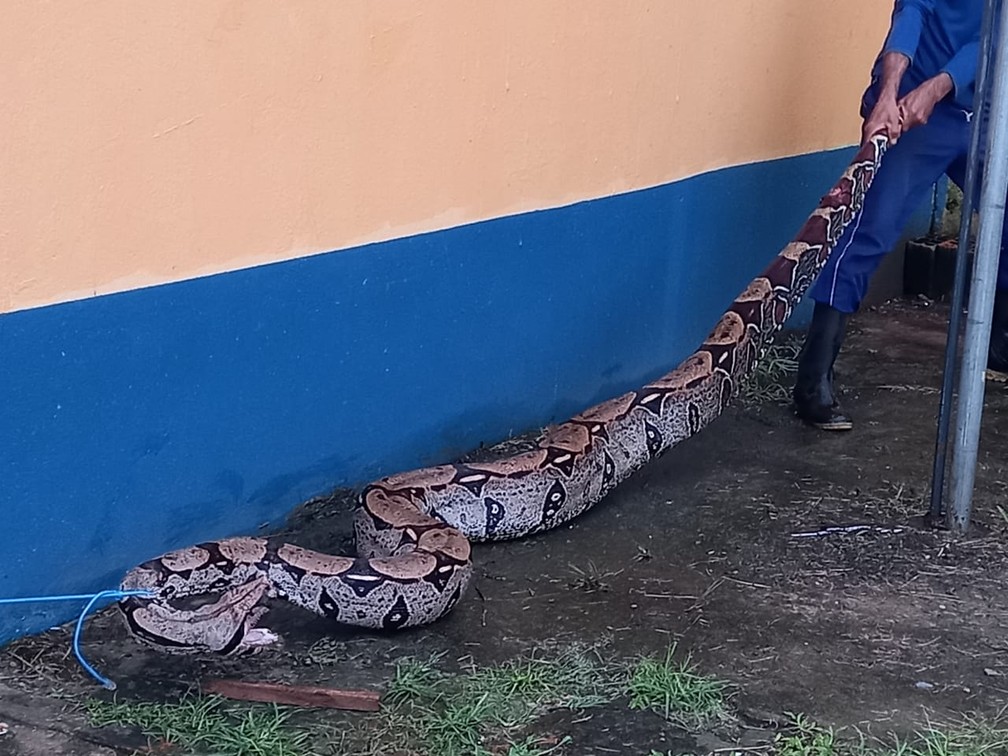 Jibóia de 40 quilos é encontrada no aeroporto em cidade do AM - News Rondônia