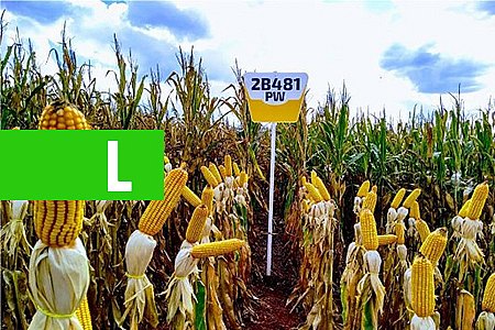 PRODUTORES RURAIS DE RONDÔNIA, ACRE E MATO GROSSO AVALIAM NOVOS HÍBRIDOS DE MILHO - News Rondônia