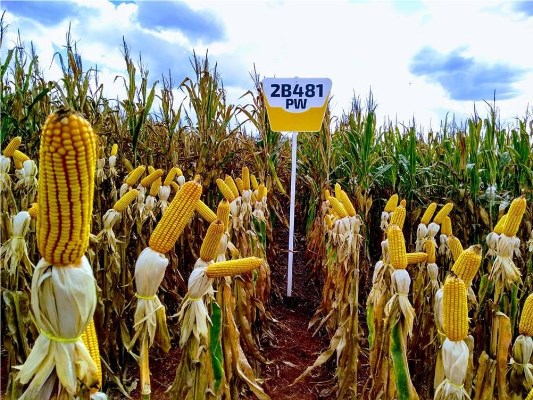 PRODUTORES RURAIS DE RONDÔNIA, ACRE E MATO GROSSO AVALIAM NOVOS HÍBRIDOS DE MILHO - News Rondônia