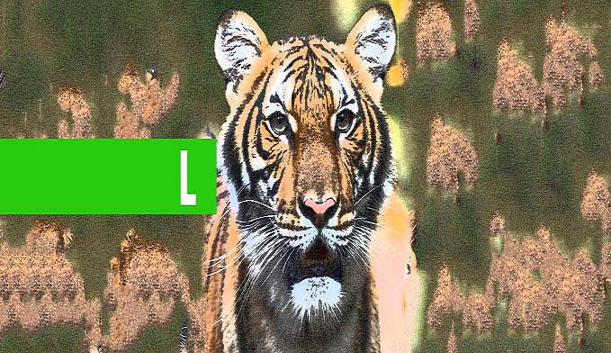COVID-19: TIGRE TEM TESTE POSITIVO PARA CORONAVÍRUS EM ZOOLÓGICO DE NOVA YORK - News Rondônia
