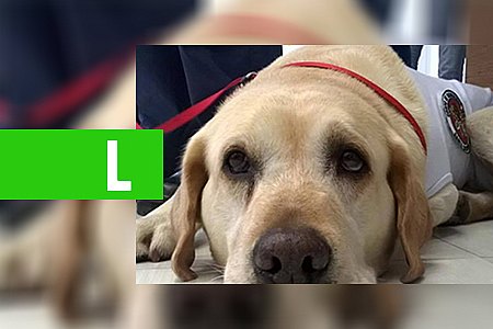 CÃO SALVA-VIDAS, HERÓI DE MARIANA, É APOSENTADO PELOS BOMBEIROS - News Rondônia