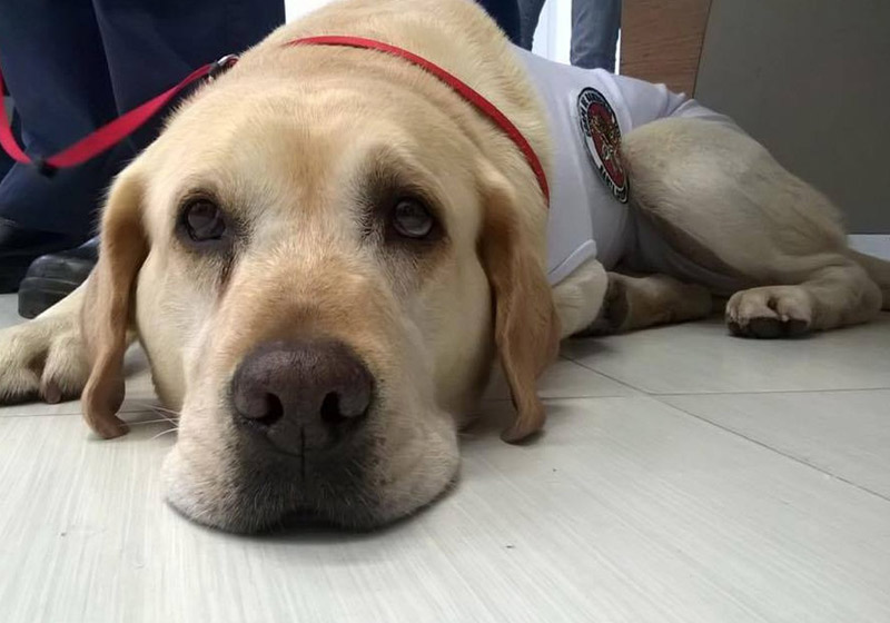 CÃO SALVA-VIDAS, HERÓI DE MARIANA, É APOSENTADO PELOS BOMBEIROS - News Rondônia