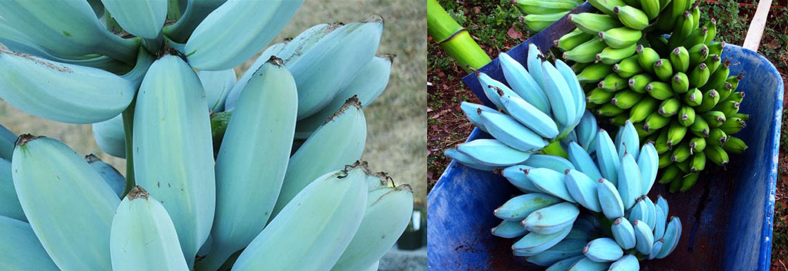 BANANA AZUL: A FRUTA QUE TEM GOSTO DE SORVETE DE BAUNILHA - News Rondônia