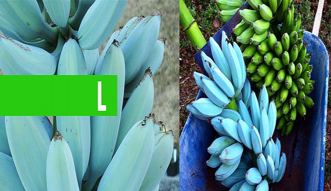 BANANA AZUL: A FRUTA QUE TEM GOSTO DE SORVETE DE BAUNILHA - News Rondônia