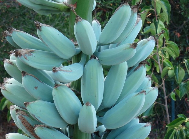 BANANA AZUL: A FRUTA QUE TEM GOSTO DE SORVETE DE BAUNILHA - News Rondônia