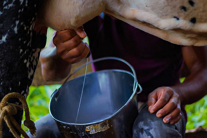Seagri divulga novos valores de referência do litro de leite em Rondônia - News Rondônia