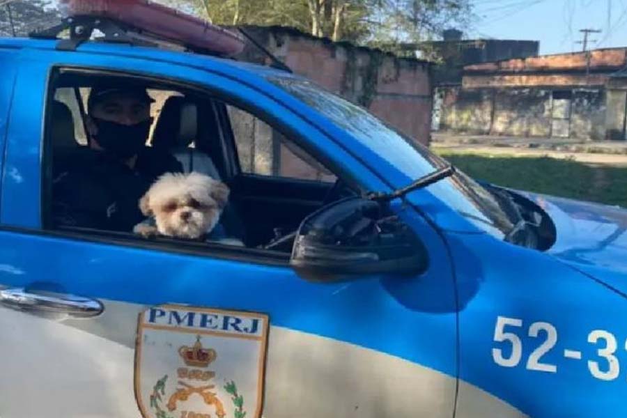 Policia Militar resgata e devolve cão sequestrado por criminosos - News Rondônia