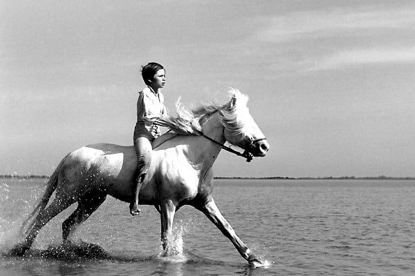 SONHAR COM CAVALO: QUAL É O SIGNIFICADO DESSE SONHO? - News Rondônia
