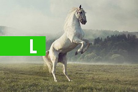 Sonhar com cavalo: Saiba todos os significados!